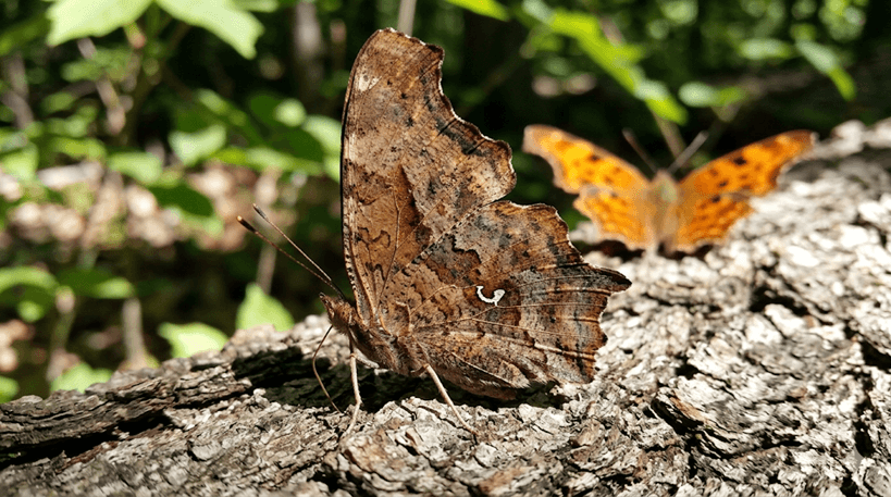 Question Mark Butterfly
